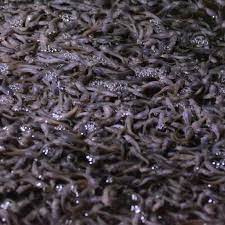 Bibit ikan lele
